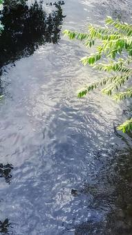 波打つ水面 空と緑 波打つ水面 空と緑の写真