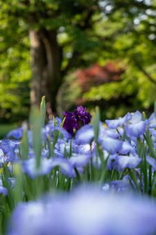 アヤメ 菖蒲,アヤメ,花の写真素材