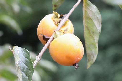 雨あがりの柿の木 雨あがりの柿の木 植物,果物,柿木なりの写真素材