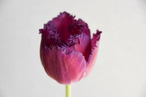 赤紫のチューリップの写真