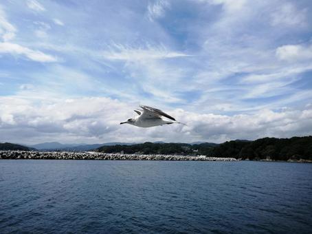 うみねこ うみねこ うみねこ,海,空の写真素材