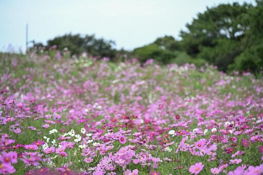 コスモス コスモス,花,秋の写真素材
