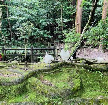 石上神宮 神鶏 ニワトリ 石上神宮 神鶏 ニワトリの写真