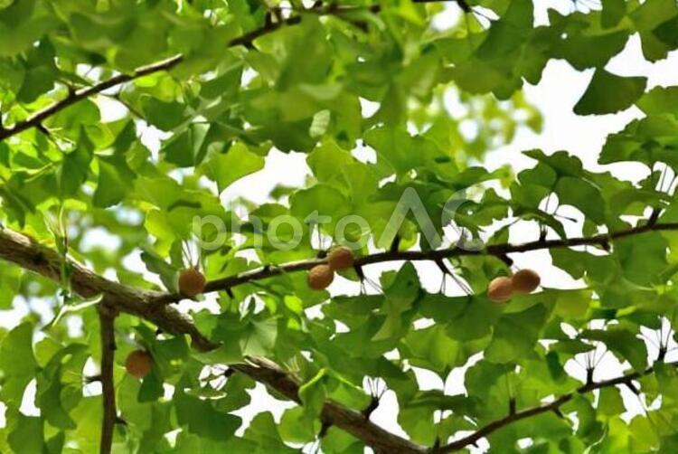 いちょう いちょう,かえで,もみじの写真素材