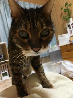 ベンガル猫 猫,ネコ,ベンガルの写真素材