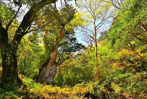 晴れの日の緑に包まれた縄文杉 晴れの日の緑に包まれた縄文杉 縄文杉,屋久杉,巨木の写真素材