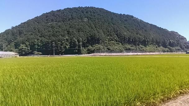 田んぼ　 田んぼ,農地,地方の写真素材