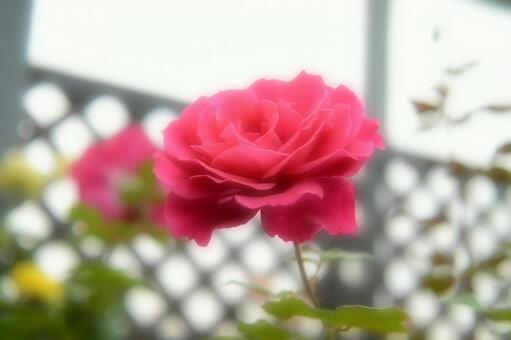 バラ(ソフトフォーカス)の写真