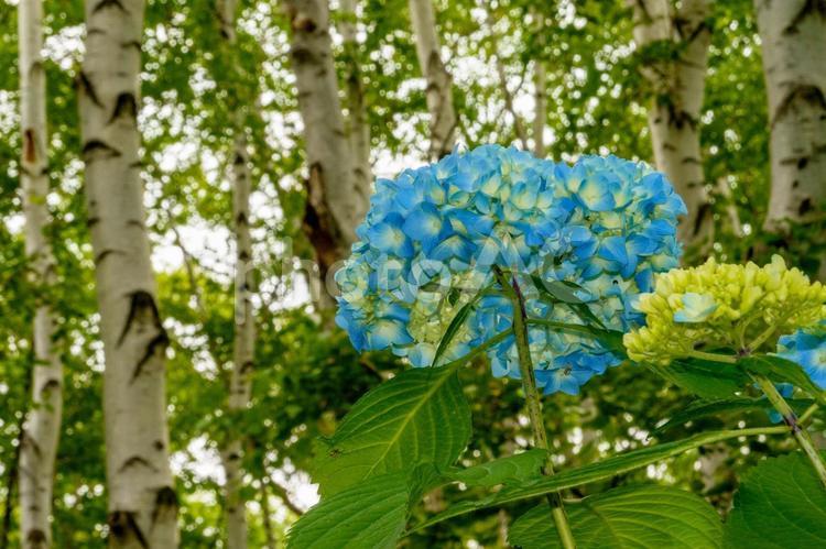 豊平公園のアジサイと白樺（北海道） アジサイ,紫陽花,あじさいの写真素材