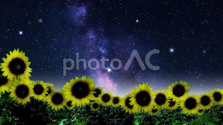 イメージ素材/ひまわり畑と星空・天の川 向日葵,花畑,星空の写真素材