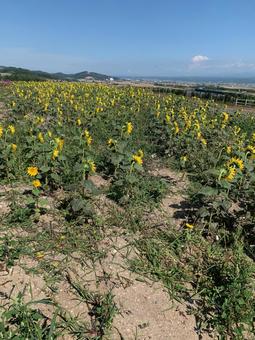 北海道のひまわり畑 北海道のひまわり畑 ひまわり,夏,初夏の写真素材