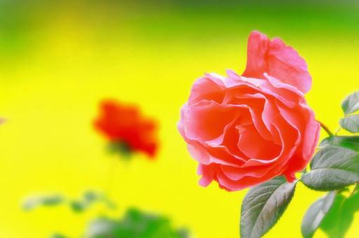 爽やかなピンクの秋咲きの薔薇 爽やかなピンクの秋咲きの薔薇 植物,花,薔薇の写真素材