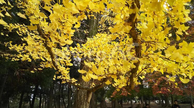 黄金色のいちょう 奈良県,奈良県公園,秋の写真素材