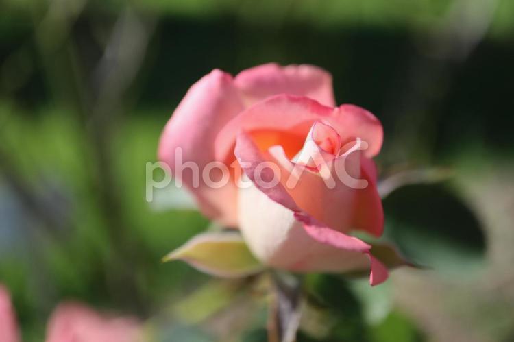 バラ園にて綺麗な薔薇を撮影しました 花,薔薇,自然の写真素材