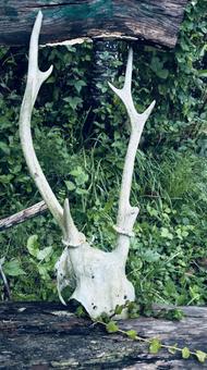 これからもずっと シカ,鹿,骨の写真素材