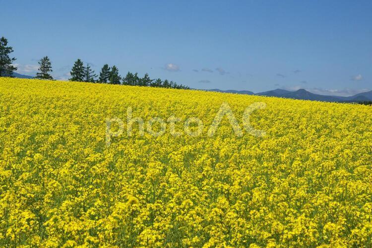 鮮やかな菜の花畑 菜の花畑,旅行,夏の写真素材