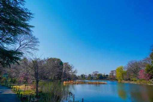 善福寺公園の池と並木道 善福寺公園,池,青空の写真素材