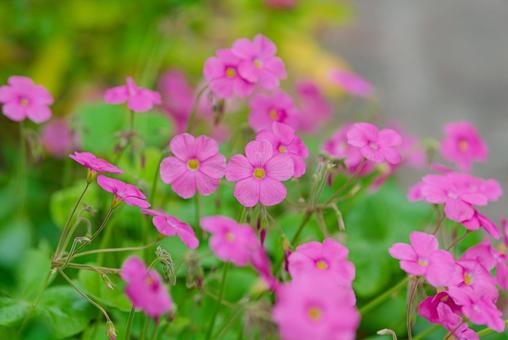可憐なオキザリス・ボーウィーの花 可憐なオキザリス・ボーウィーの花の写真