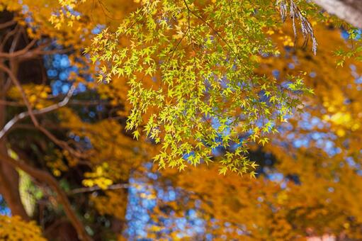 黄色く色づき始めたモミジの葉と背景の紅葉 モミジ,紅葉,葉の写真素材
