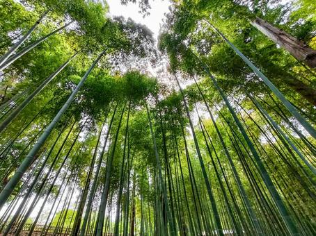 偕楽園の竹林 偕楽園の竹林 偕楽園,竹林,茨城県の写真素材
