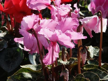シクラメン Cyclamen シクラメン Cyclamen シクラメン,マクロ,花形多彩の写真素材