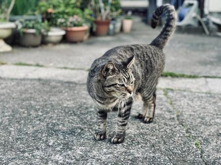 A tabby cat staring intently at you with its silent presence, JPG A tabby cat staring intently at you with its silent presence, JPG
