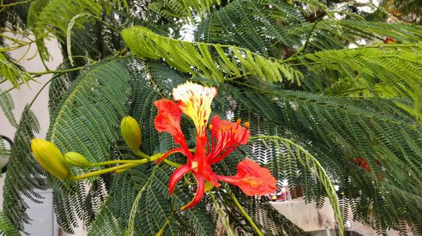 ホウオウボクの花Ｂの写真