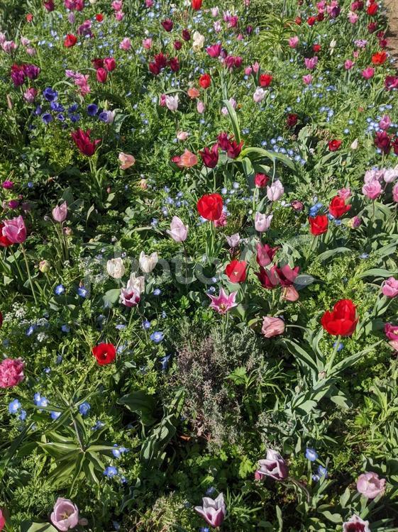 花畑　赤　縦 花,花畑,自然の写真素材