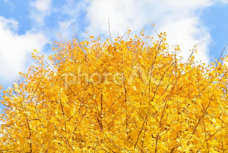 イチョウの木１ あおそら,あおぞら,あかるいの写真素材