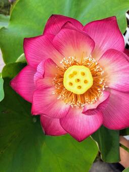 ハスの花 ハスの花の写真