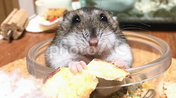 林檎を食べるジャンガリアンハムスター2 ジャンガリアンハムスター,ハムスター,林檎の写真素材
