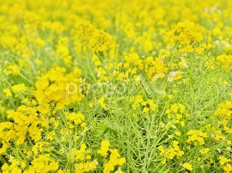 鮮やかな黄色が美しい菜の花 春,自然,風景の写真素材