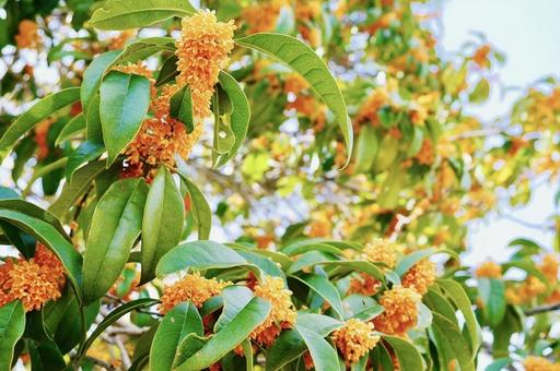 秋の庭に沢山咲いた金木犀 金木犀,キンモクセイ,秋の庭の写真素材