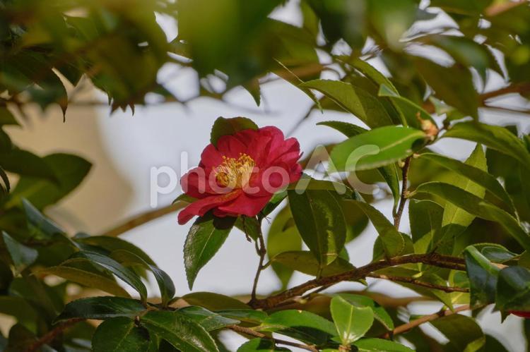 風景素材　可憐に咲く綺麗なツバキの花 風景,ツバキ,花の写真素材