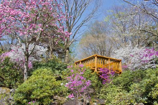 春の赤城自然園(見晴台) 春の赤城自然園(見晴台) 赤城自然園,庭園,花の写真素材