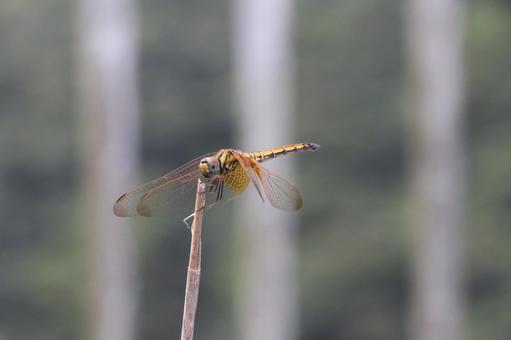 ベニトンボ やんばるの森 ベニトンボ やんばるの森の写真