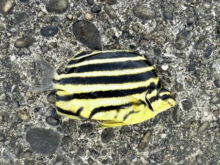 カゴカキダイ カゴカキダイ カゴカキダイ,タイ,熱帯魚の写真素材