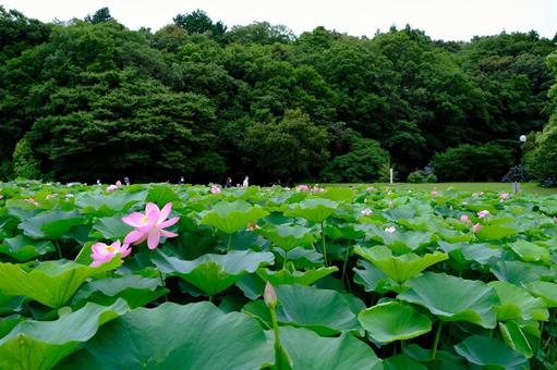 蓮の花 蓮の花 蓮,植物,花の写真素材