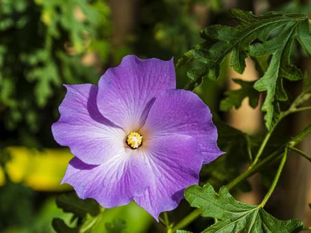 紫の花一輪の輝き 紫の花一輪の輝き 花,紫,自然の写真素材