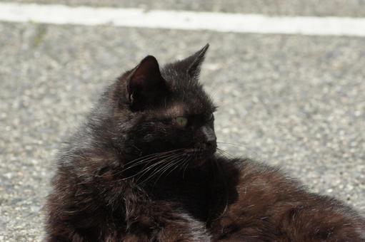 ねこ ねこの写真