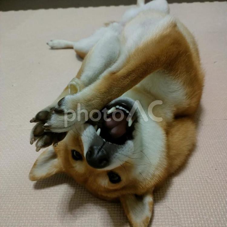 へそ天しながらおやつを食べる柴犬くるみ！ 犬,柴犬,シバの写真素材