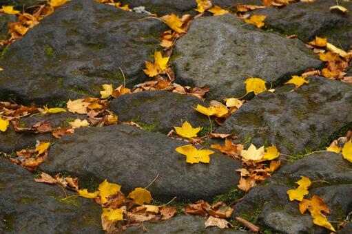 大山の登山道の黄色い落ち葉3　紅葉素材 もみじ,紅葉,葉の写真素材