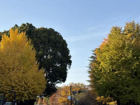 紅葉した木々 紅葉,秋,葉っぱの写真素材