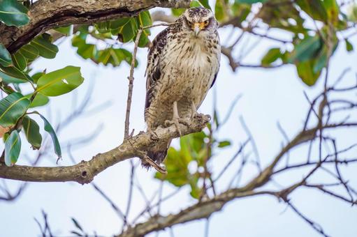 Photo, bird, birds, wild, 