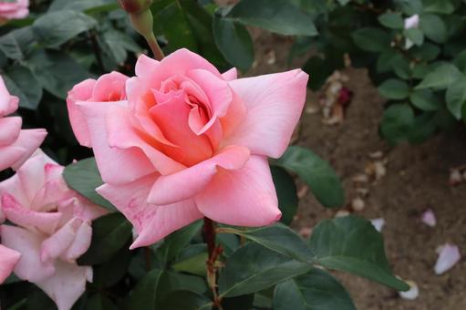 バラ園のピンク色の薔薇を撮影した写真です バラ園のピンク色の薔薇を撮影した写真です 花,薔薇,自然の写真素材