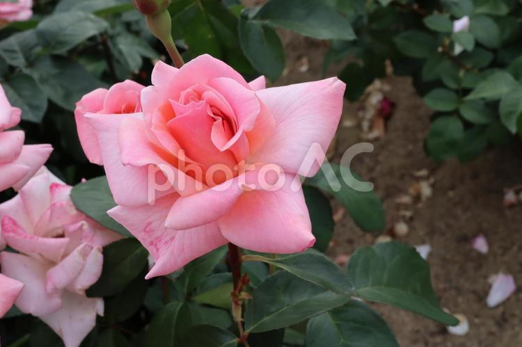 バラ園のピンク色の薔薇を撮影した写真です 花,薔薇,自然の写真素材