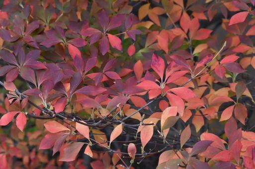 秋のドウダンツツジ 秋のドウダンツツジの写真