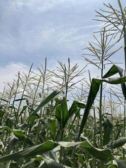 とうもろこし とうもろこし,収穫,夏の写真素材