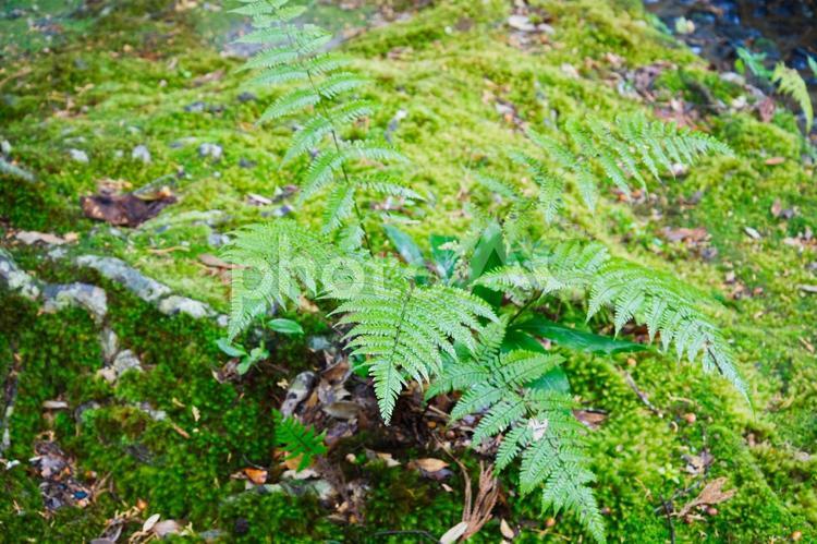 森の中のシダ類 シダ,森,苔の写真素材
