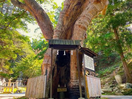 金華山黄金山神社御神木 金華山黄金山神社御神木の写真